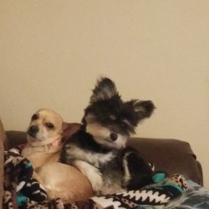 Meet your Posher, Cheri